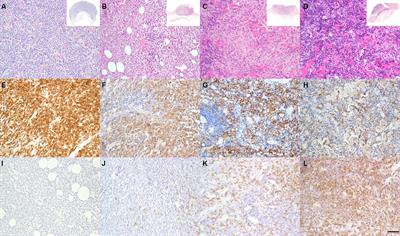 Immune checkpoint regulation is critically involved in canine cutaneous histiocytoma regression